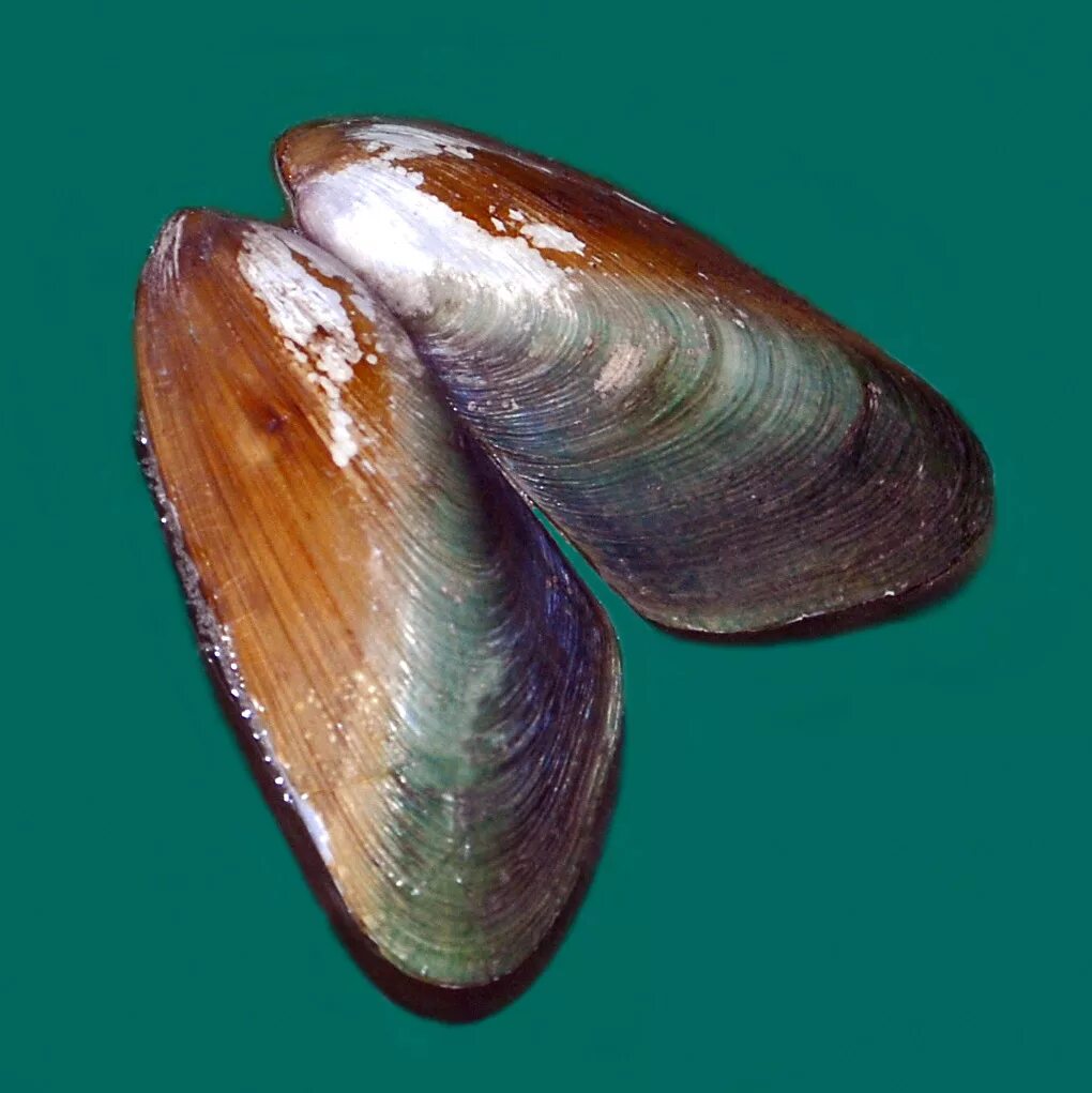 Двустворчатые моллюски мидии. Мидия Mytilus galloprovincialis Lamarck. Съедобная Мидия Mytilus edulis. Мидии в природе. Мидия животное.