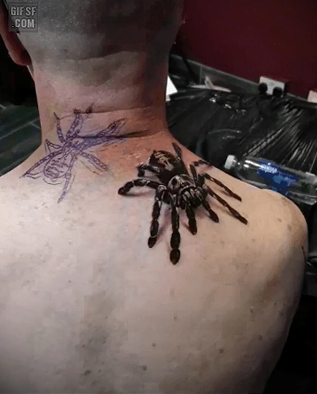 паук под кожей