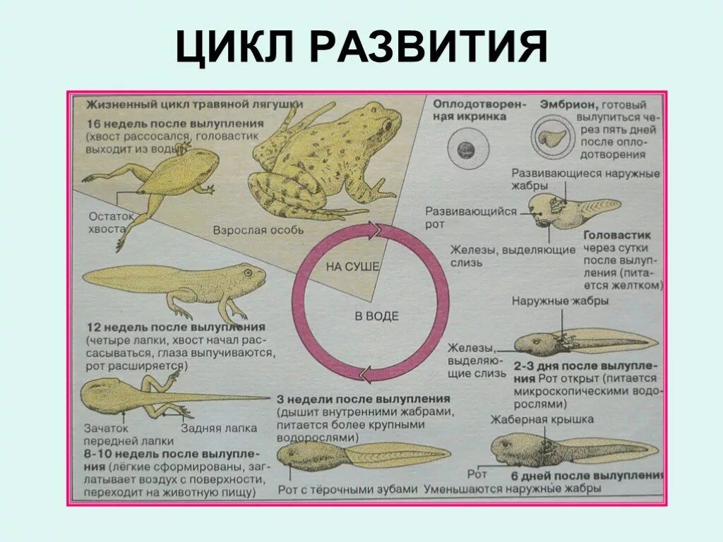 Половые клетки земноводных. Стадии эмбрионального развития лягушки. Строение эмбриона амфибии. Цикл развития амфибий. Цикл развития земноводных.