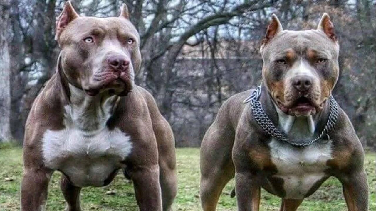 Bully Pit Pitbull dog breed, Bully breeds dogs, Cute dogs breeds