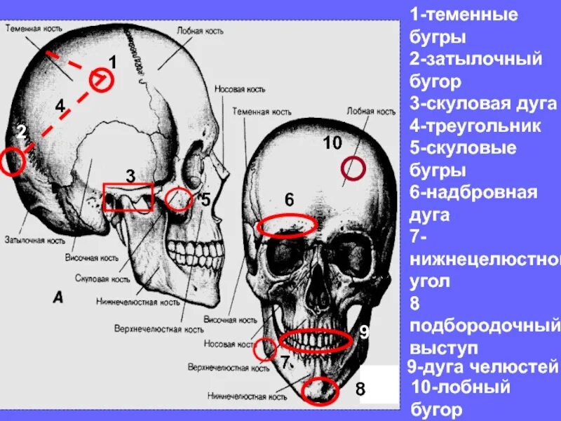 Затылок это где. Анатомия черепа человека лобные Бугры. Теменные кости черепа анатомия. Скуловая дуга на черепе. Кости черепа затылочный бугор.