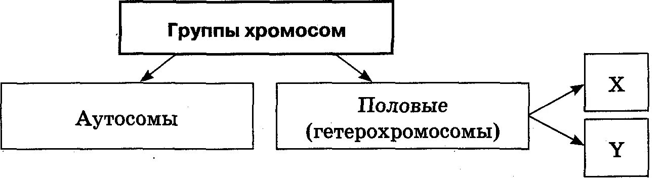 Аутосомы определение. Соматические аутосомы. Неполовые хромосомы. Половые хромосомы в соматической клетке. Хромосомы человека аутосомы.