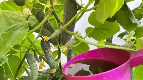 Чем полить плодоносящие огурцы