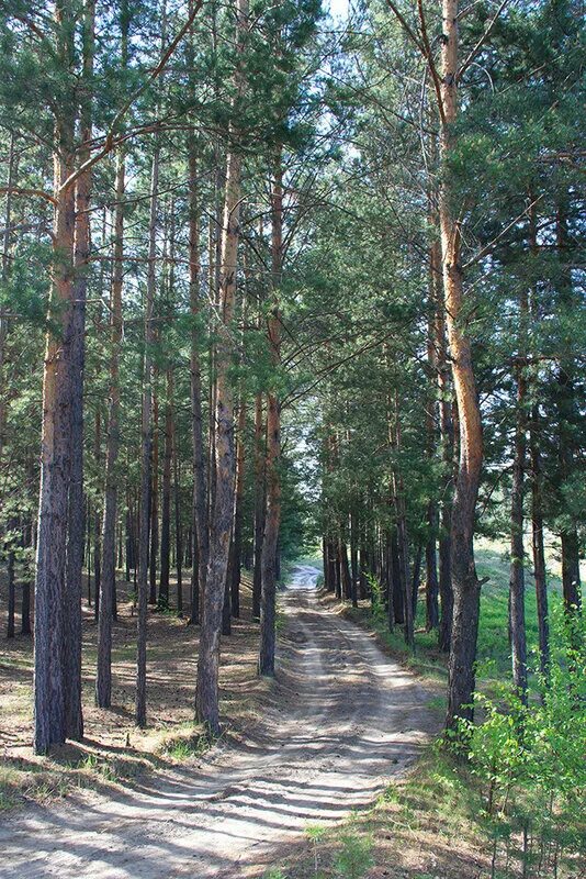 сосновый бор барнаул