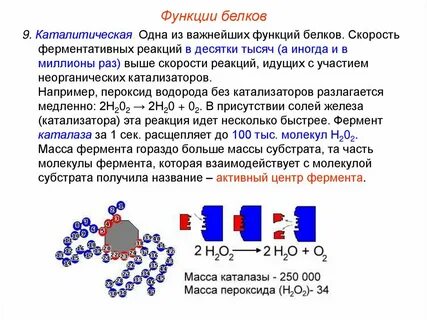 Конспект белки функции белков