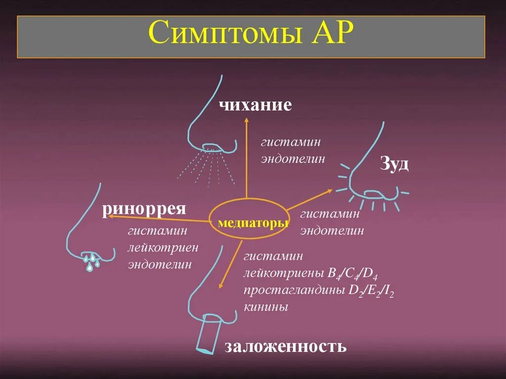 Что такое гистамин в организме. Признаки избытка гистамина. Гистамин воздействие на организм. Признаки высокого гистамина.