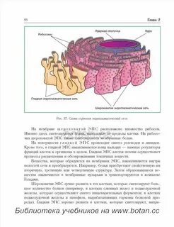 Эпс биология строение и функции