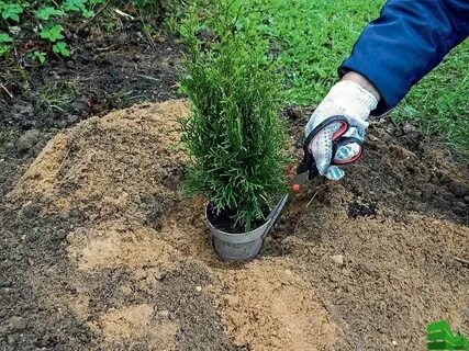Чем опрыскать хвойники осенью