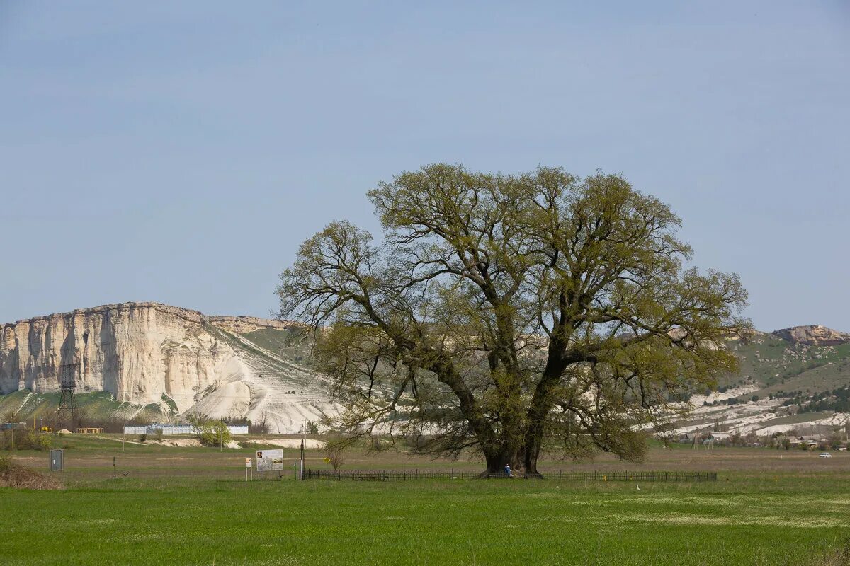 крымский дуб суворова. дуб белая скала. суворовский дуб белогорск крым. дуб белая скала. белогорск дуб суворова.