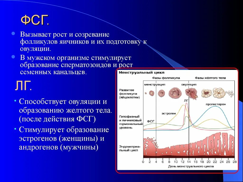 Уровень лютеинизирующего гормона овуляции. Пики гормонов ФСГ И ЛГ. Лютеинизирующий гормон и фолликулостимулирующий гормон функции. Фолликулярная гормон и лютеинизирующий гормон. Фолликул фаза