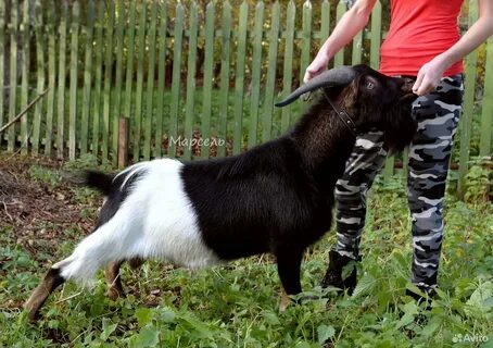 Мини козы породы