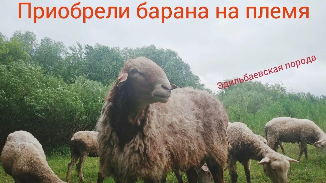 Бараны на выборах. Бараны на племена. Овцы в деревне. Бараны на племена. Гиссарская порода овец.