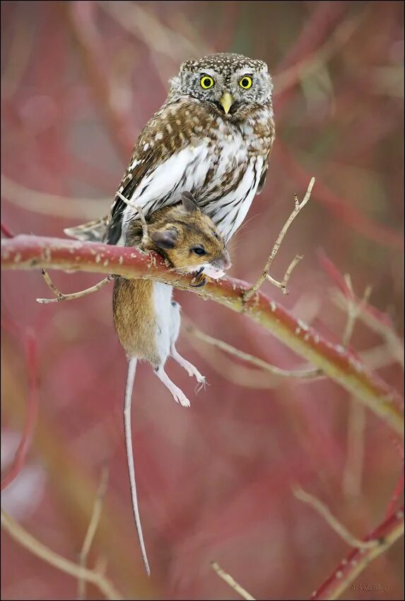 Филин и мышь. Домовой сыч. Сыч мышь. Сова филин сыч. Неясыть обыкновенная.