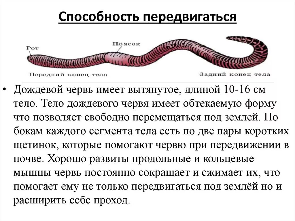 Строение дождевого червя. Внешнее строение дождевого червя форма тела. Дождевые черви подотряд малощетинковых червей из типа. Внешнее строение червя дождевого червя. Внешний вид дождевого червя описание