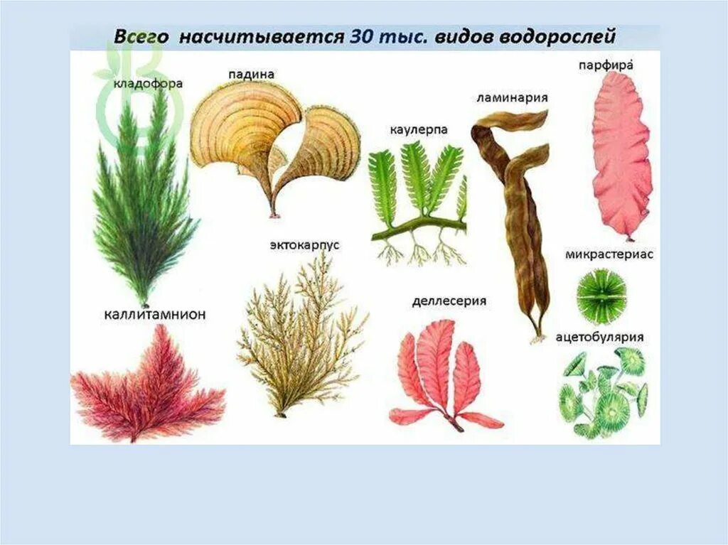 Зелёные многоклеточные водоросли представители. Многоклеточные нитчатые водоросли. Бурую, красную, многоклеточную зеленую водоросли. Многоклеточные зеленые водоросли 5 класс биология. Группа растений водоросли примеры названия