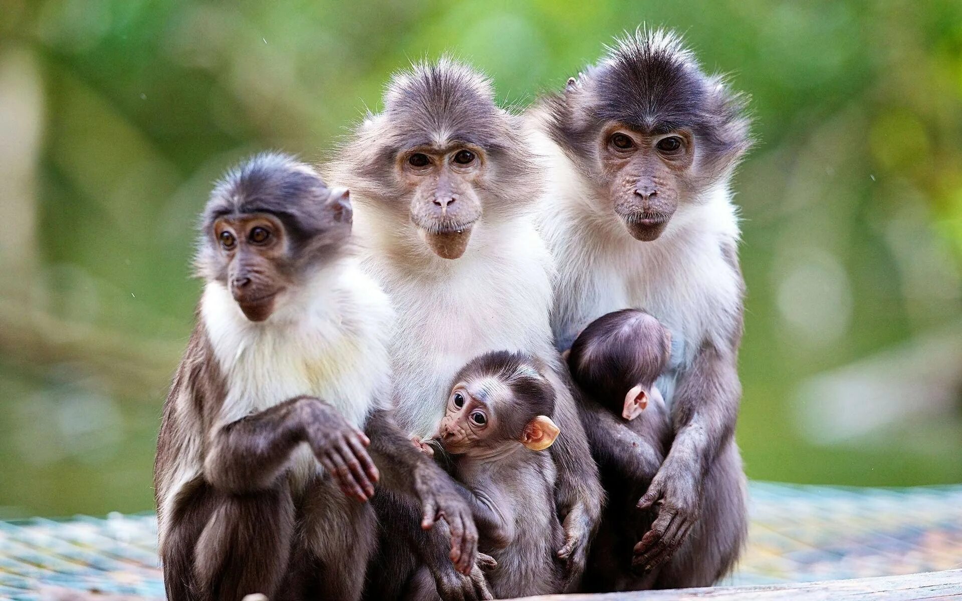 Monkey wallpapers. Маймун макаки семья мартышки. Тонкский макак. Маймун макаки семья. Сухоносые приматы.
