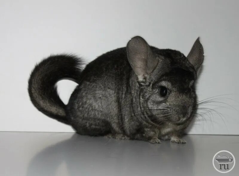 шиншилла 1. жигулевская шиншилла. шиншилла 1. шиншилла грызун. шиншилла серая эбони.