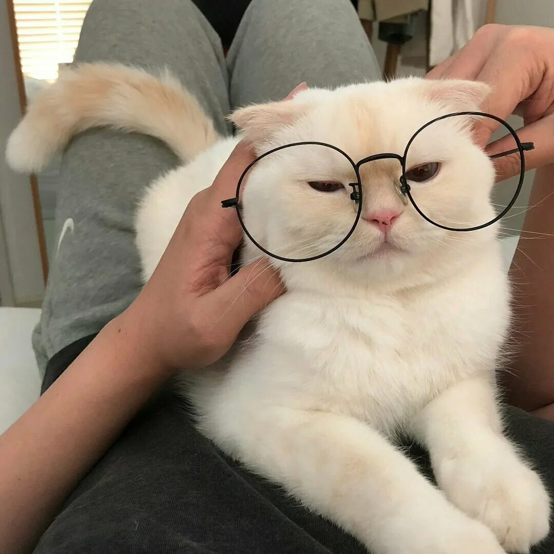 Эстетика котики на аву. Манчкин экзот. Вислоухий экзот. Милые котики в очках. Котик с очками.