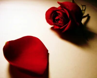 Red rose 4