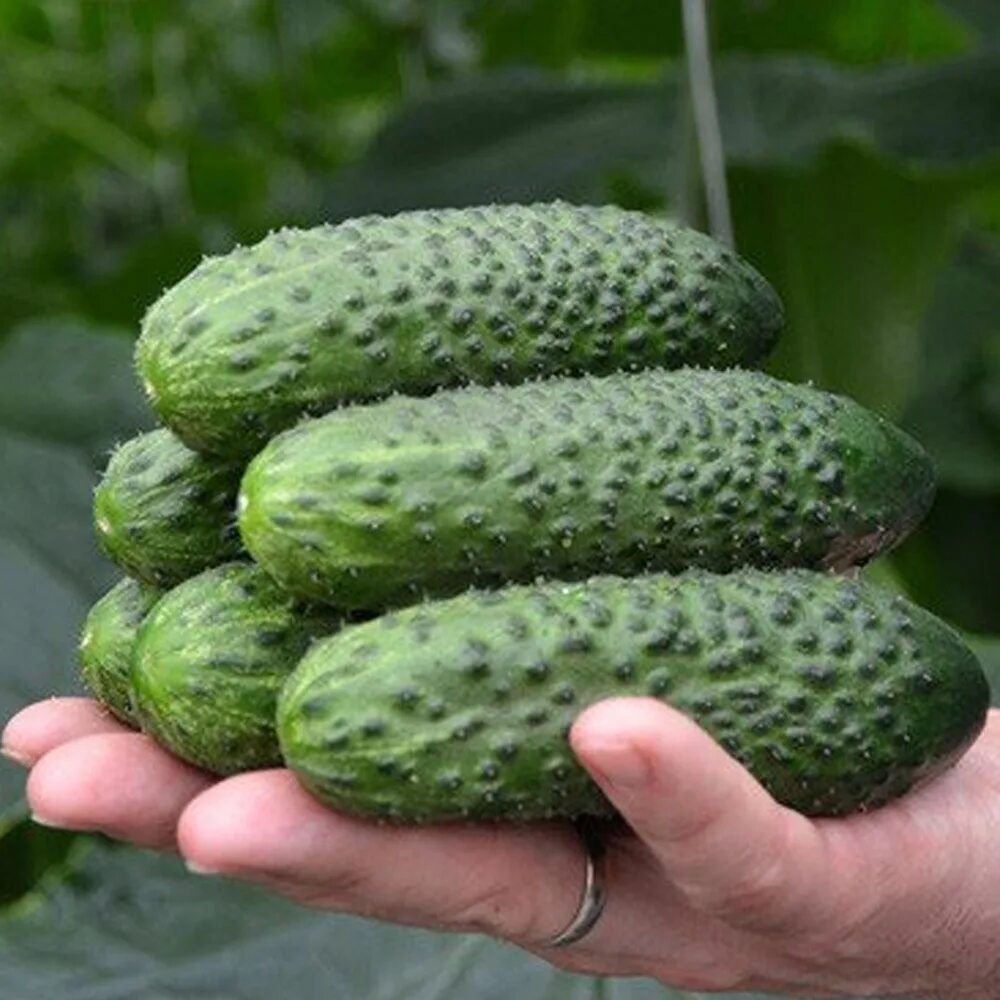 Огурцы сорт св 4097. Огурец 4097. Огурец св 4097 f1. Огурец 4097 f1. Огурец 4097.