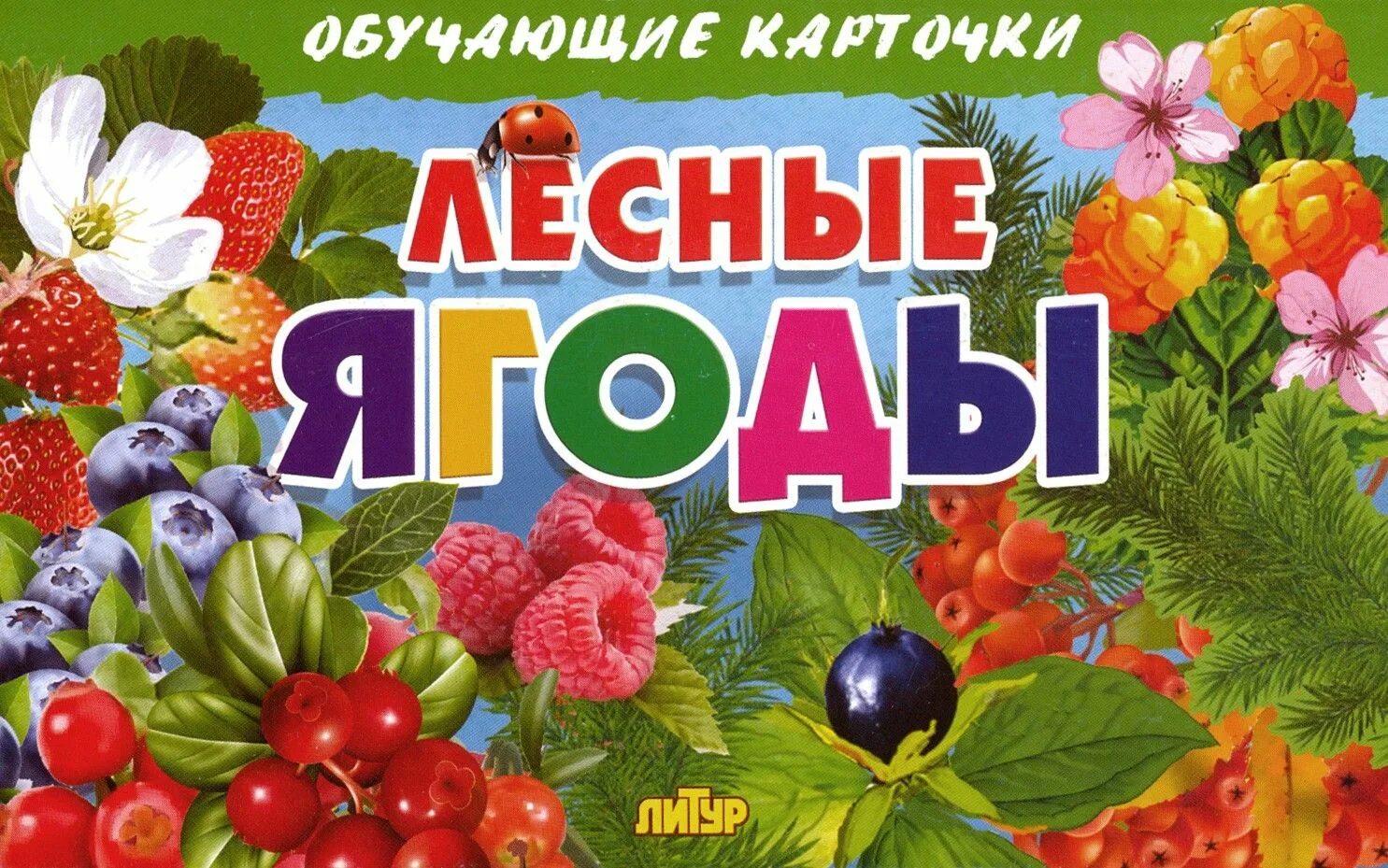 Игра лото грибы. Ягоды для детей. Дидактическая игра ягоды для дошкольников. Игры академия пузырьков. Игра лесная ягода.