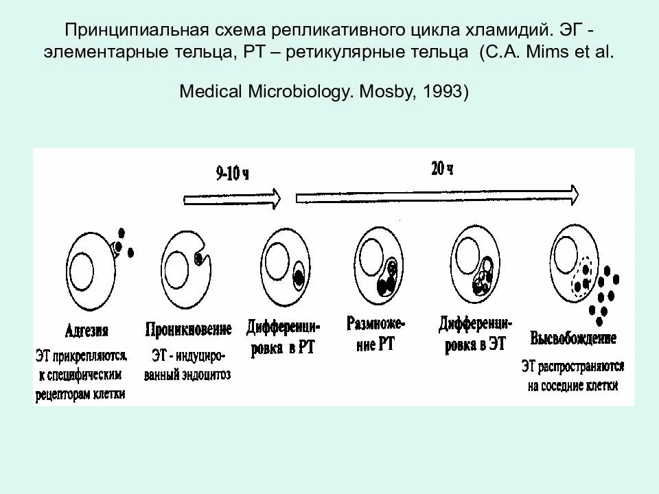 Схема репликативного цикла хламидий. Жизненный цикл хламидий схема. Этапы цикла развития хламидий. Цикл развития хламидий микробиология.