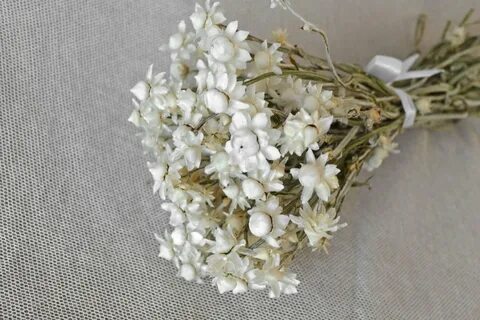 Белые сухоцветы