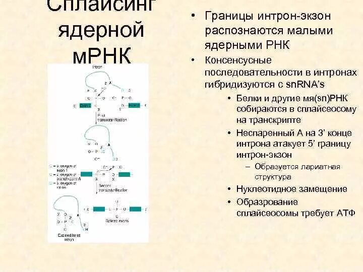 Сплайсинг малоядерной РНК. Малые ядерные РНК. Строение малых ядерных РНК. Сплайсинг ядерной про-МРНК.