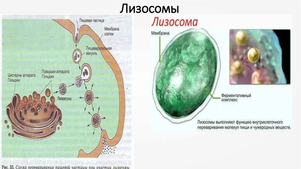 Строение растительной клетки лизосомы. Схема строения лизосомы. Лизосомы строение рисунок. Структура лизосомы рисунок. Лизосомы человека