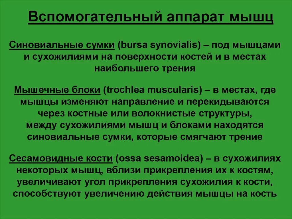 К вспомогательному аппарату мышц относятся ответ. Вспомогательный аппарат скелетных мышц. вспомогательный аппаратмыщц. вспомогательный аппарат мышц таблица. дополнительный аппарат мышц.