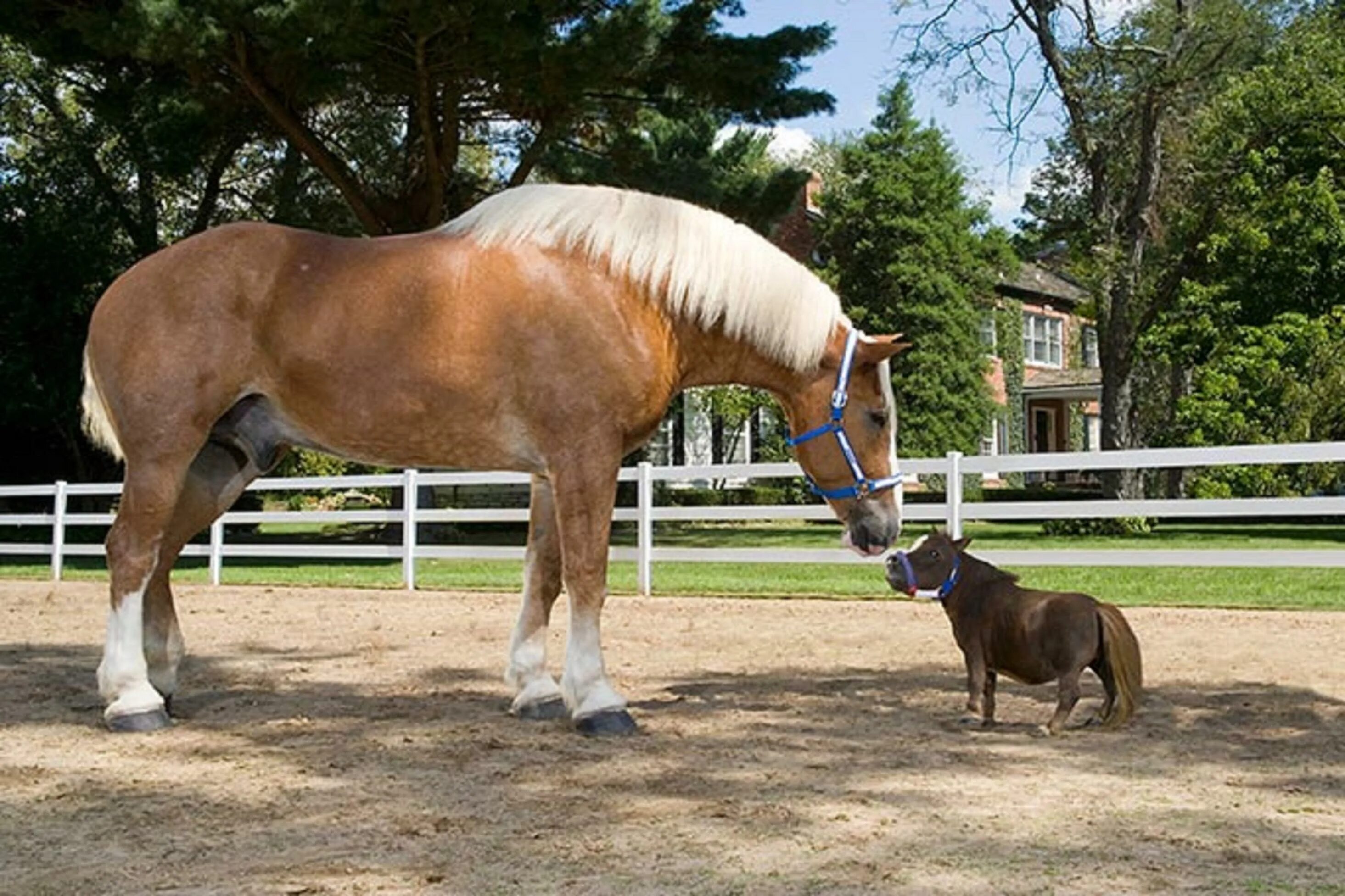 Бельгийский мерин Биг Джейк. Литтл Пампкин лошадь. Биг Джейк лошадь.