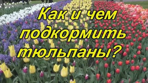 Подкормка тюльпанов весной