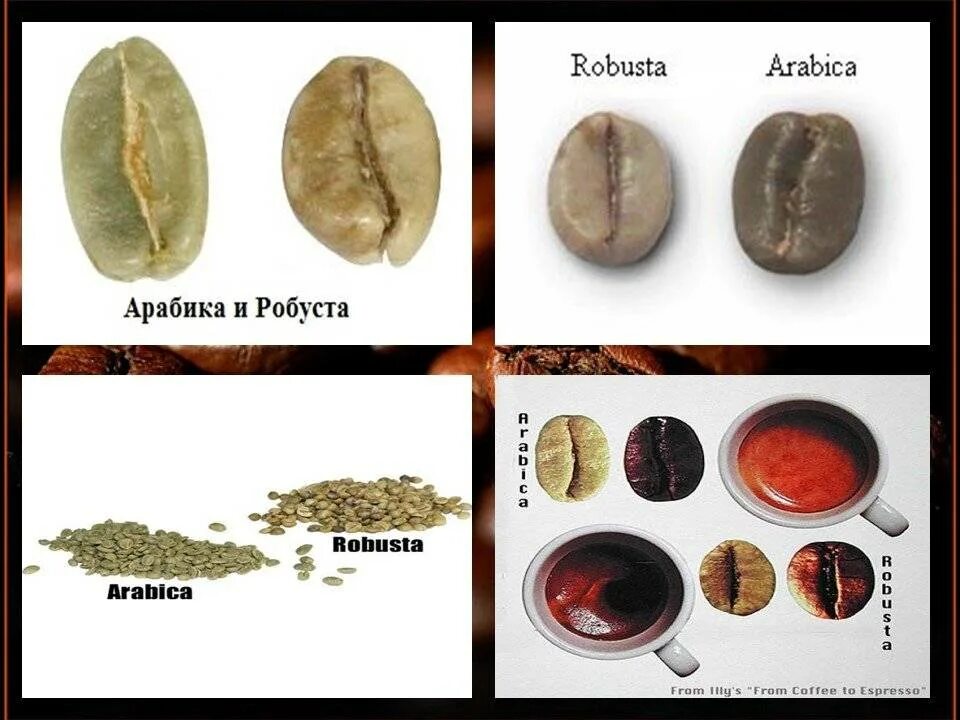 Кофе робуста отличается. Сорта кофе Арабика и Робуста. Робуста и Арабика различия. Зерна арабики и робусты отличия. Кофе в зернах Арабика и Робуста.