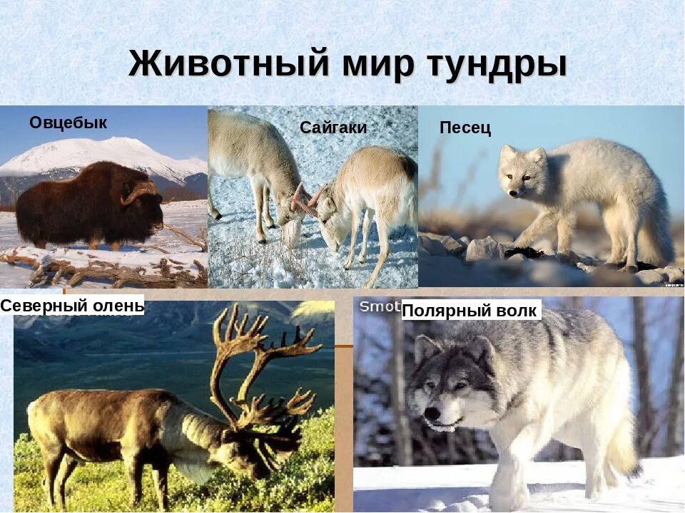 Тундра обитание животных. Животный мир тундры. тундра животные и растения. звери тундры. животный мир тундры в россии.