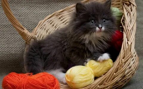 Пушистый котенок играет
