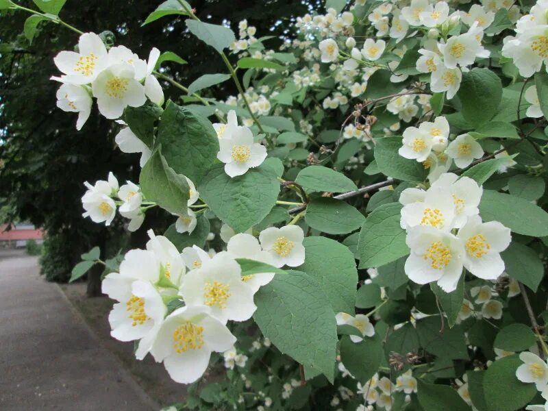 Чубушник этуаль. Чубушник coronarius. Чубушник Philadelphus coronarius. Чубушник 'Belle etoile'. Чубушник венечный.