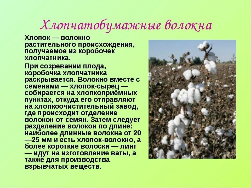 Хлопок получается из. Информация о хлопке. хлопок краткое описание. презентация натуральные хлопка. доклад на тему хлопок.