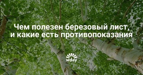 Березовые листья вред