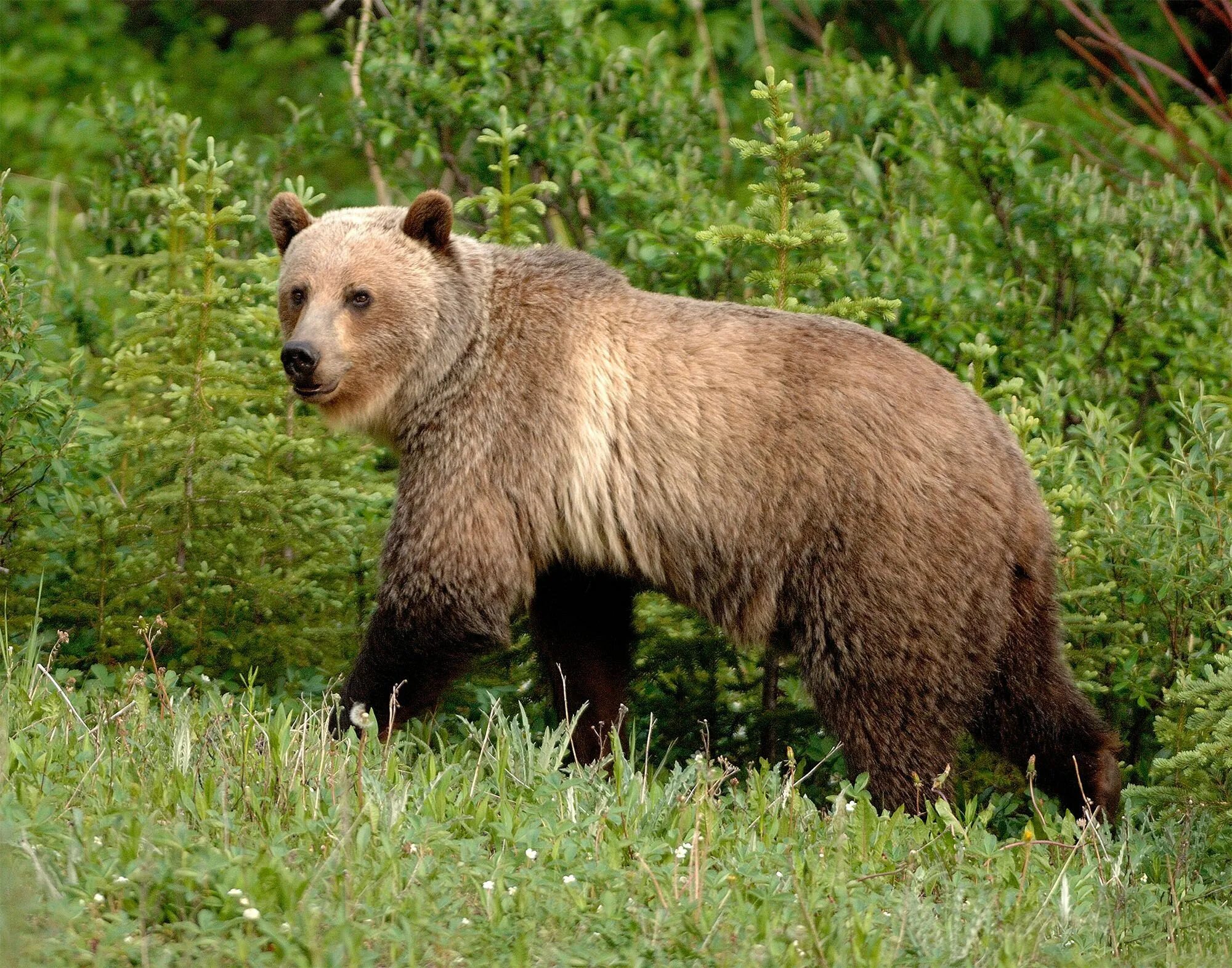 Аляскинский бурый медведь. Гризли североамериканский бурый медведь. Евразия фауна Евразии. Степной бурый медведь.