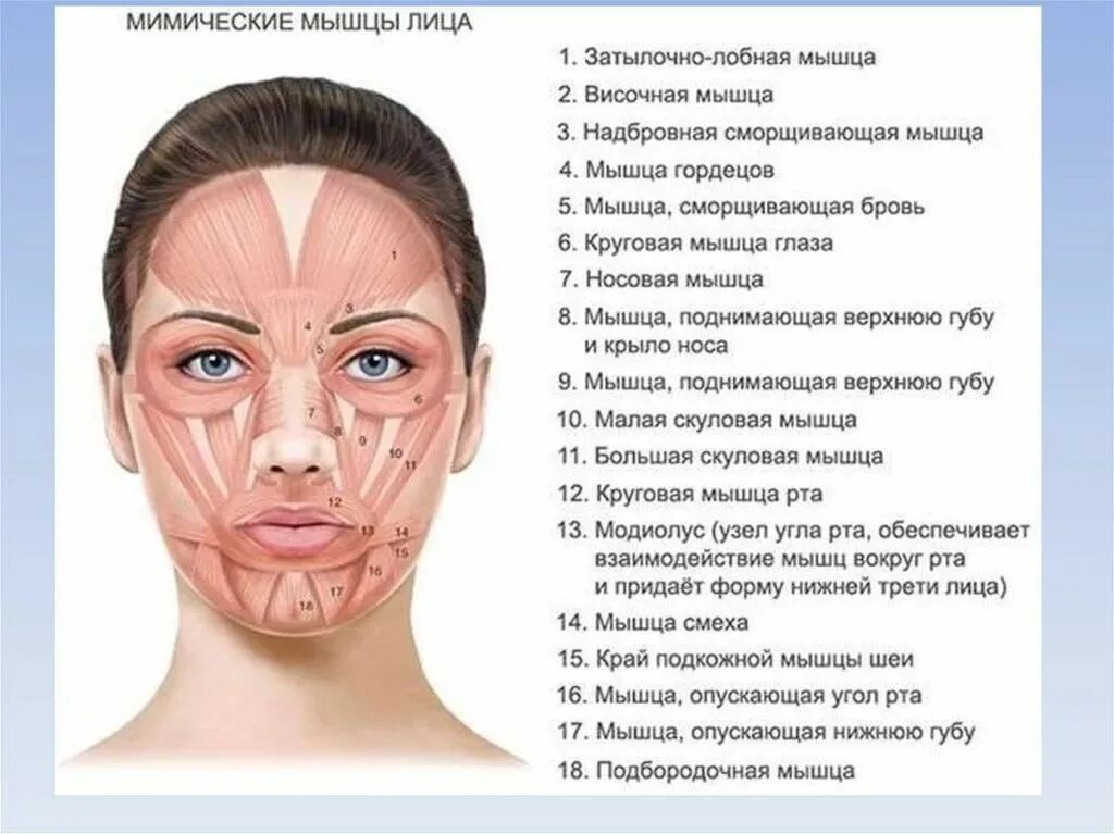 Мышцы лица анатомия для косметологов для массажа с комментариями фото - Viktoria