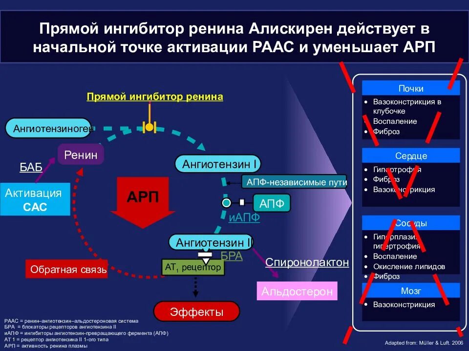 РААС при артериальной гипертензии. Блокаторы ренин-ангиотензин-альдостероновой системы. Блокаторы ренин-ангиотензиновой системы механизм действия. Активация РААС при ХСН. Прямой ингибитор