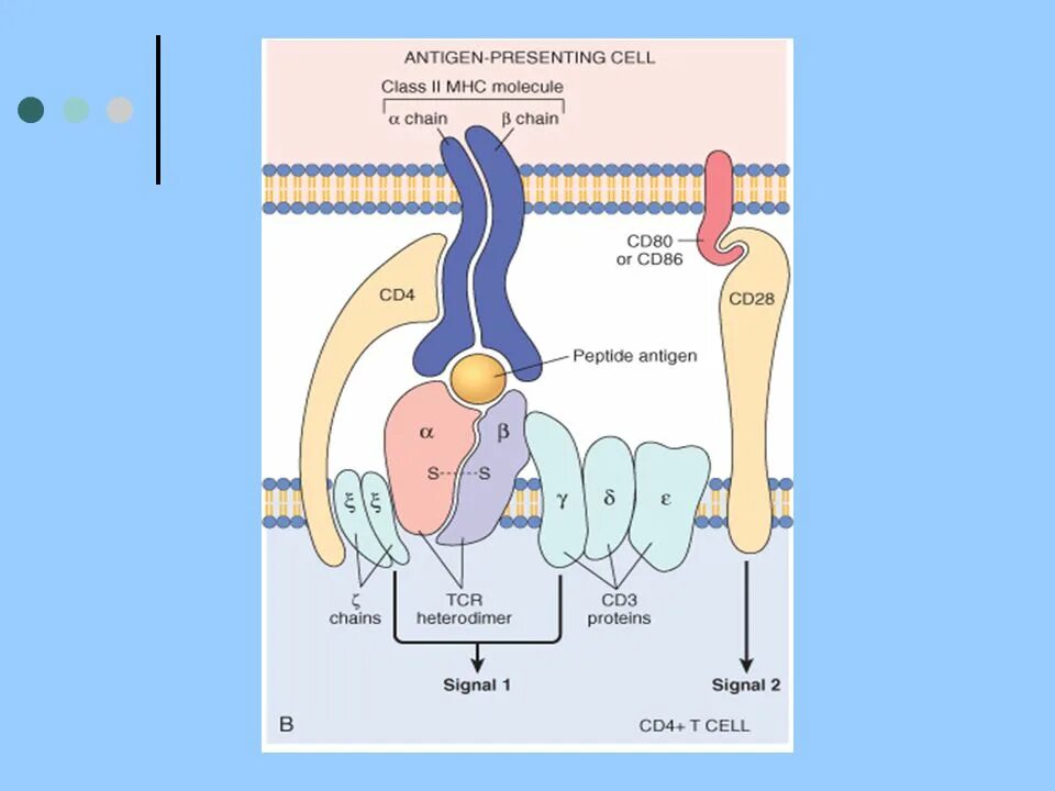 T cell receptor. T cell receptor