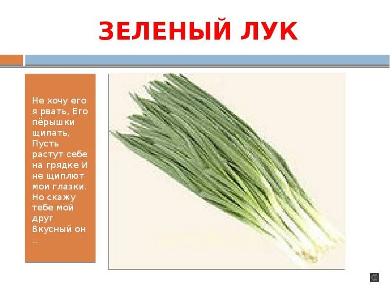 Лук зеленый. Зеленый лук состоит из. Зеленый лук строение. Лук зеленый лук. Почему лук назвали луком
