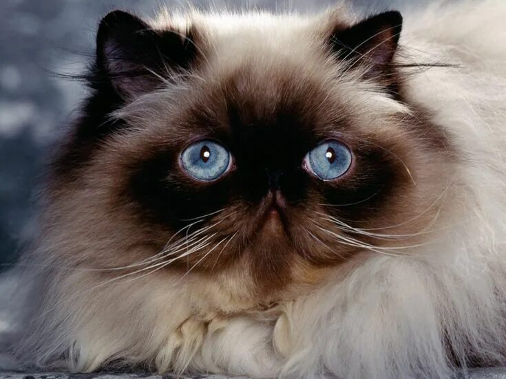 These Are the 12 Most Popular Cat Breeds Popular cat breeds, Most popular cat br