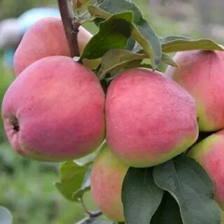 Яблоня кандиль