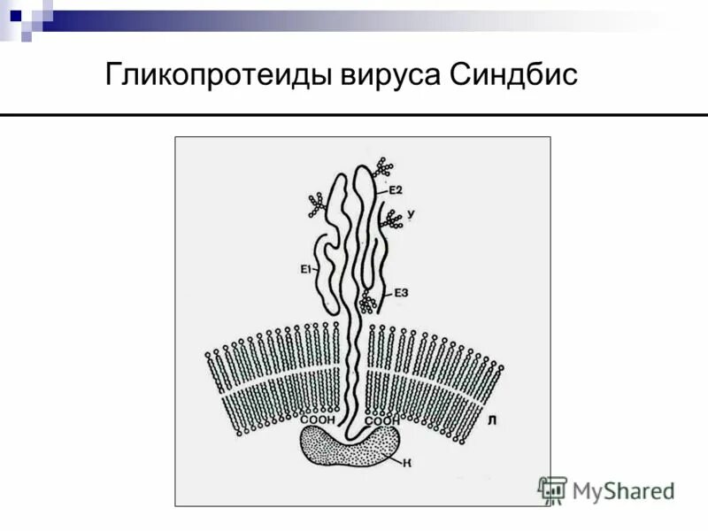 Гликопротеиды. Гликопротеиды вируса. Химическая структура гликопротеидов. Гликопротеиды картинка. Адсорбция вируса