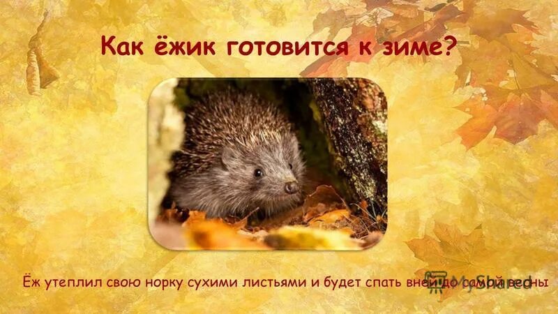 Впр ежик. Исследовательская работа еж. Еж математика егэ база. Внешний вид ежика. Ежик фото.