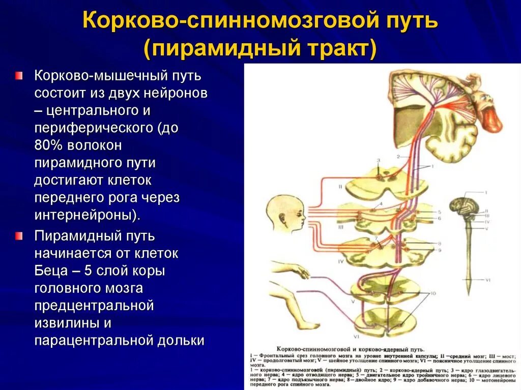 Корково-мышечный путь пирамидный. Корково мышечный путь неврология схема. Кортико-спинальный двигательный путь. Пирамидный корково-ядерный путь.