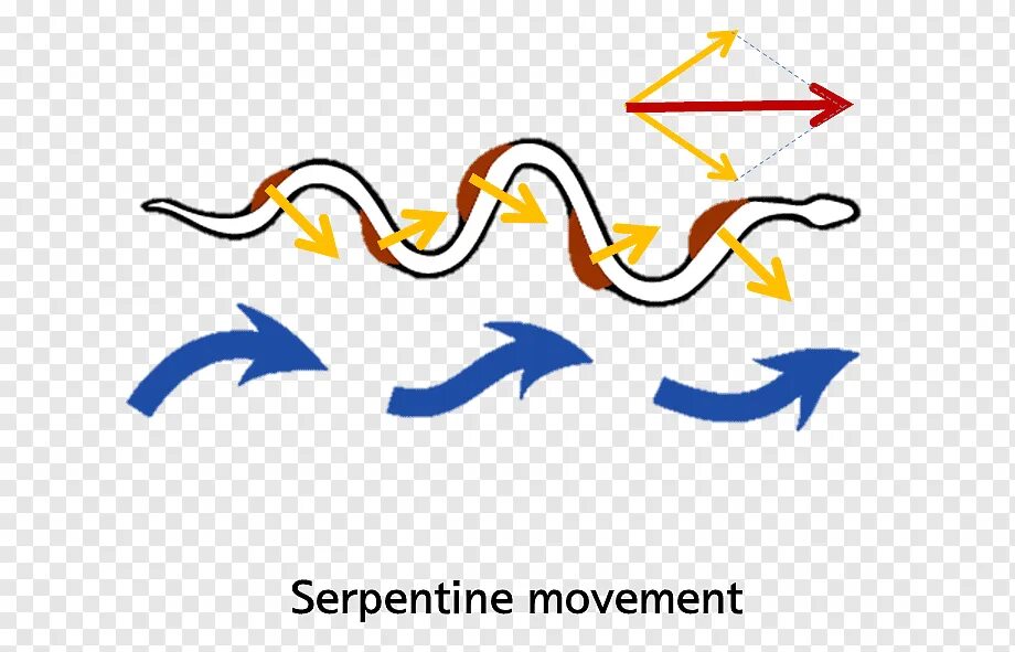 Схема движения змеи. Волнообразное движение змеи. Схема передвижения змеи. Движение змеи гармошкой.