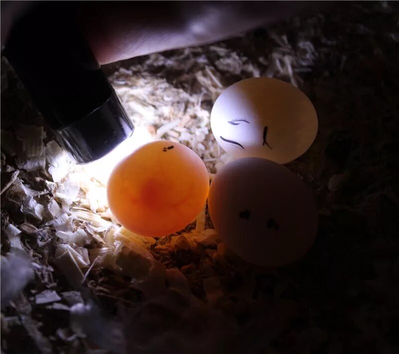 Оплодотворенное ли яйцо. Неоплодотворные яйцо овоскопирование. Оплодотворенные яйца волнистых попугаев. Оплодотворенное яйцо попугая. Неоплодотворенные яйца волнистых попугаев.